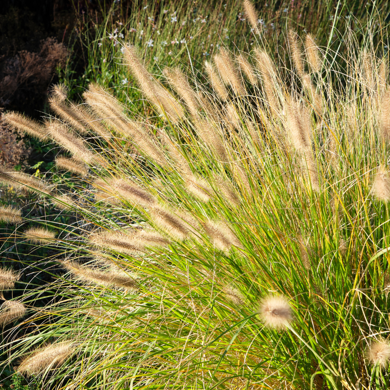 Pennisetum alopecuroides ‘Hameln’ - 4 voor €25