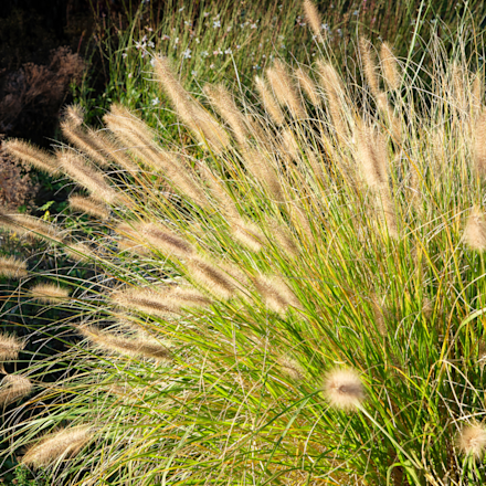 Pennisetum alopecuroides ‘Hameln’ - 4 voor €25