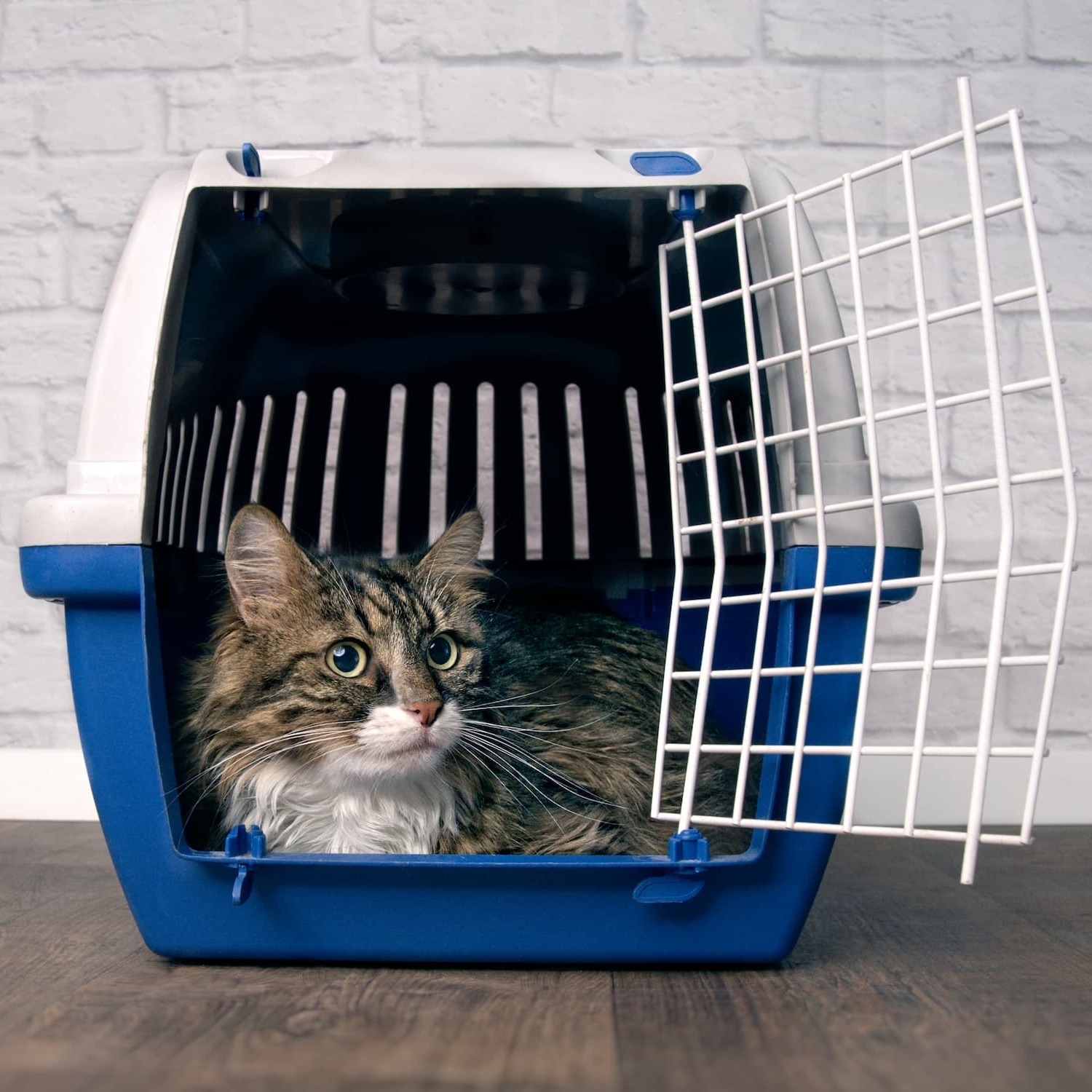 Chat dans une cage de transport – Aveve