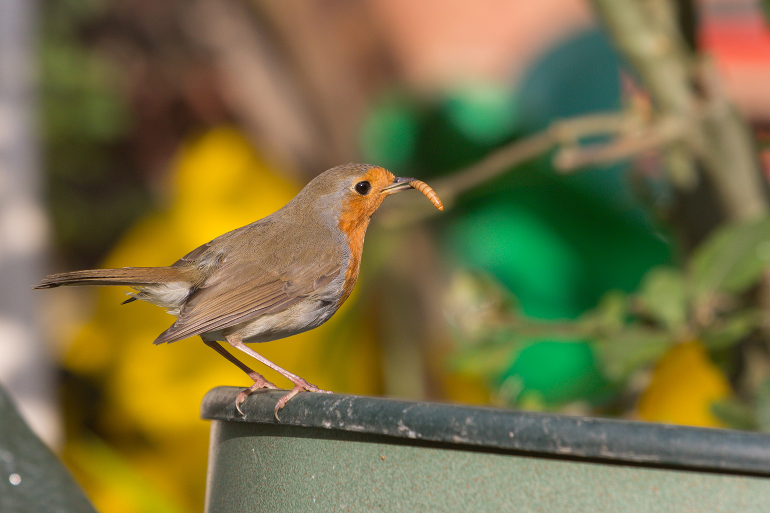 Comment attirer le rouge-gorge dans son jardin ? 5 conseils, trucs