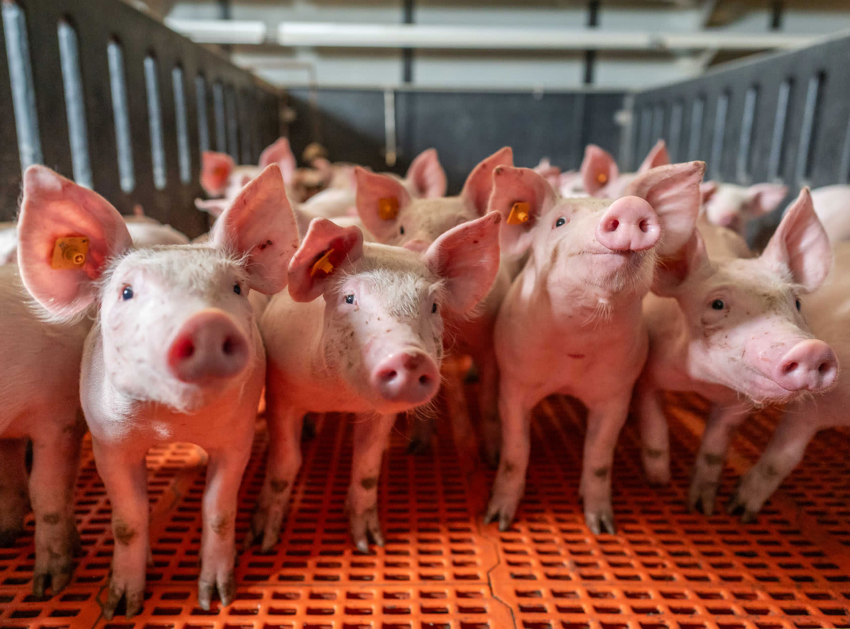 proxani-Ferkel-Schweine