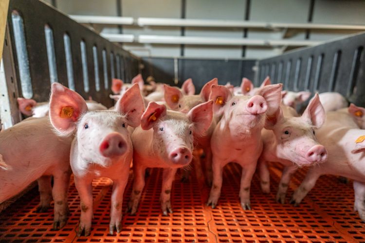 proxani-biggen-varkens