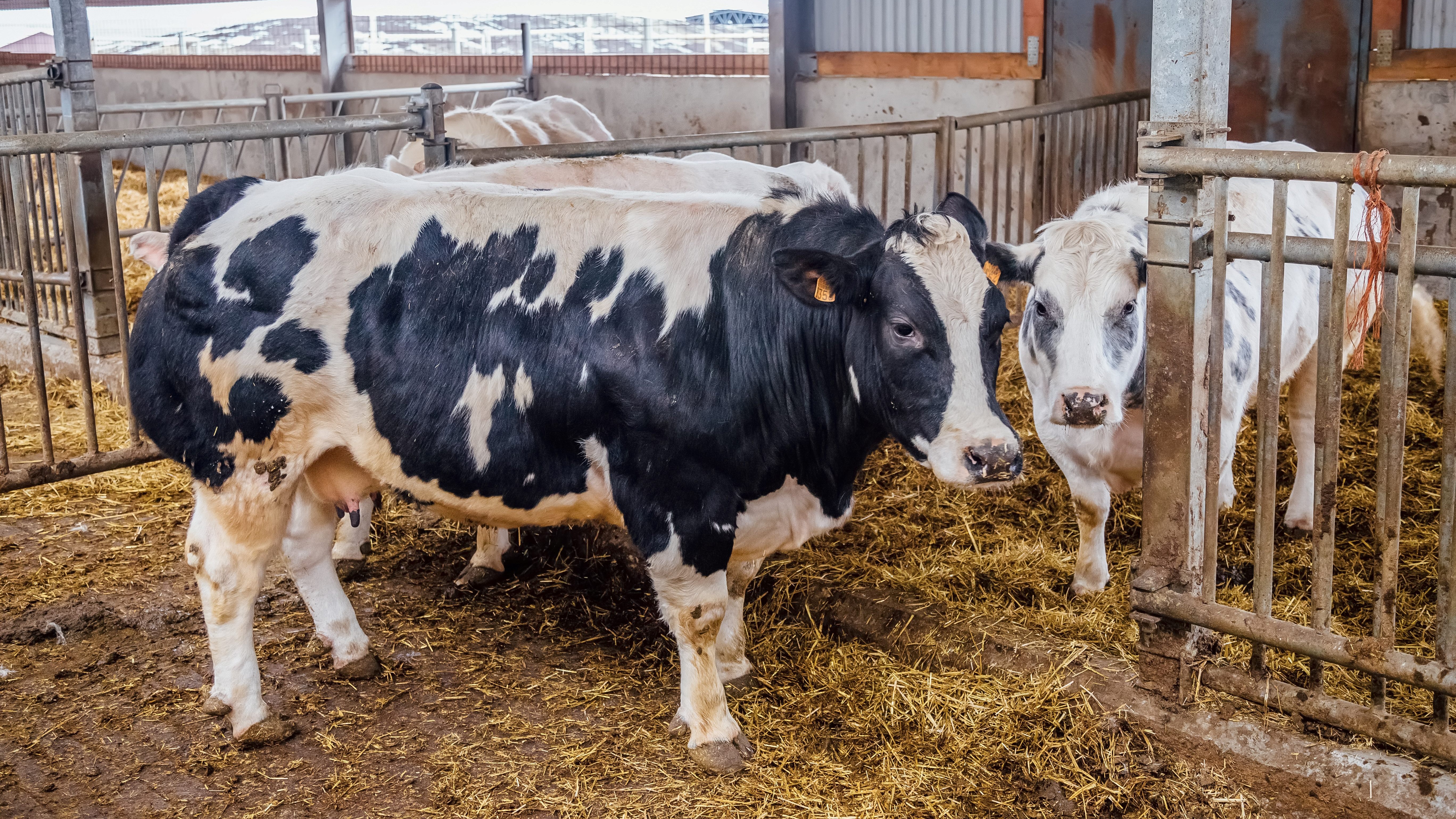 VV_Hittestress_Signalen