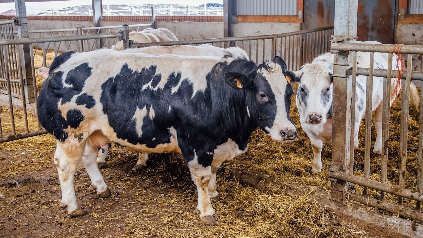 VV_Hittestress_Signalen