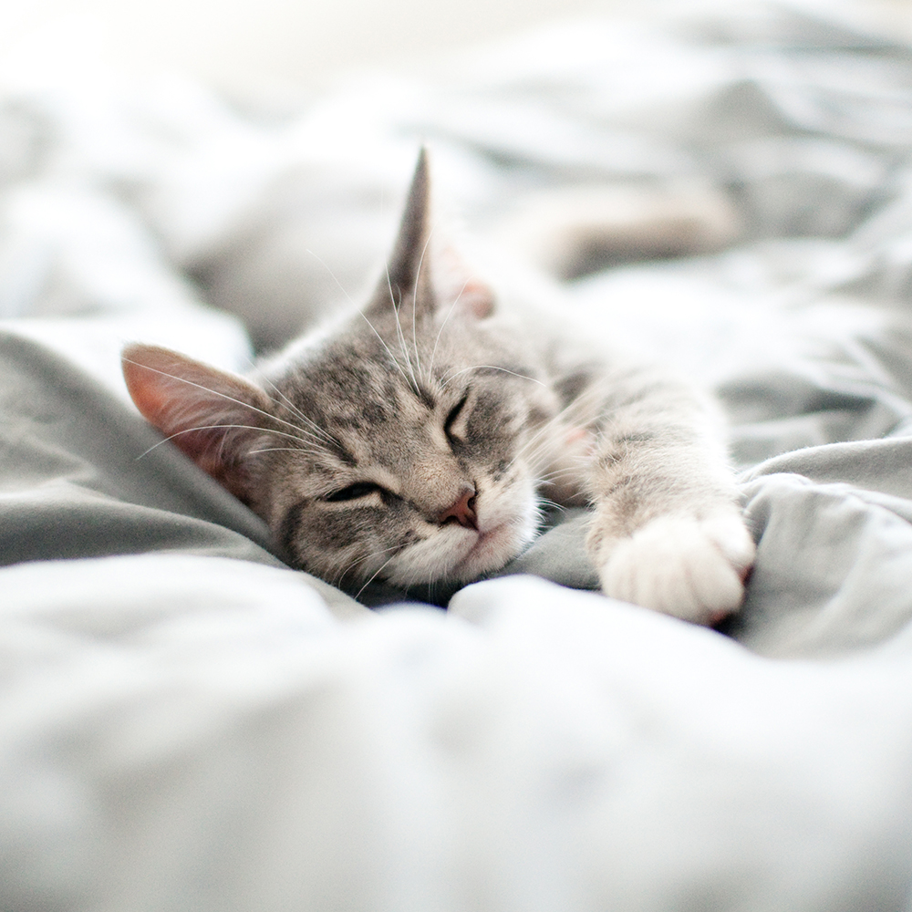 Chat couché sur un lit – Aveve