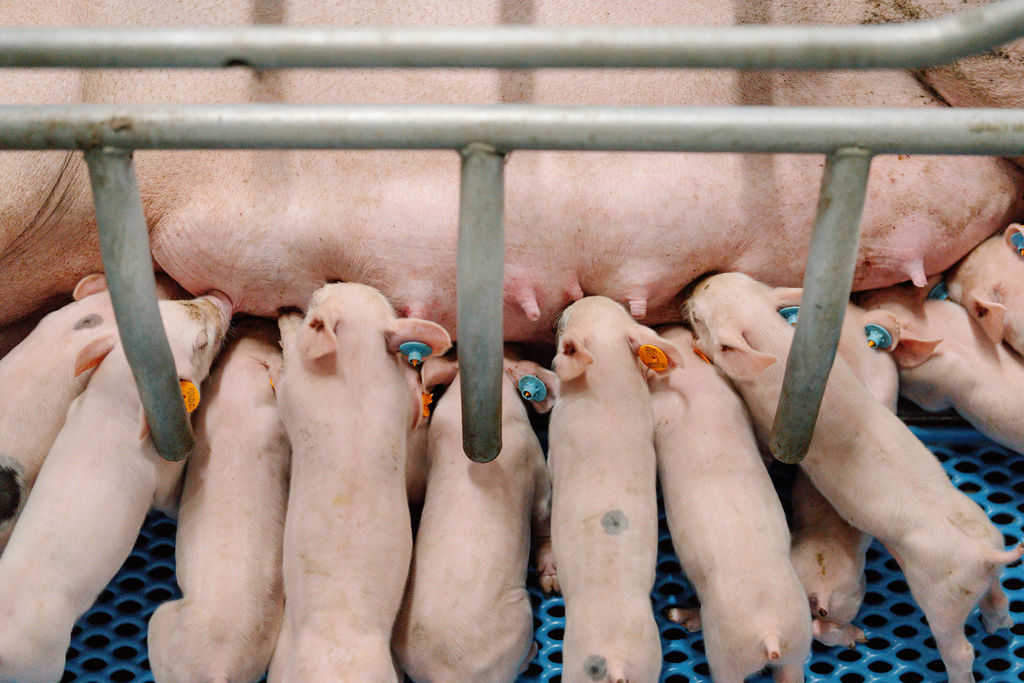 04.04.2025_AN_Nieuwsbrief_Pigmonitor