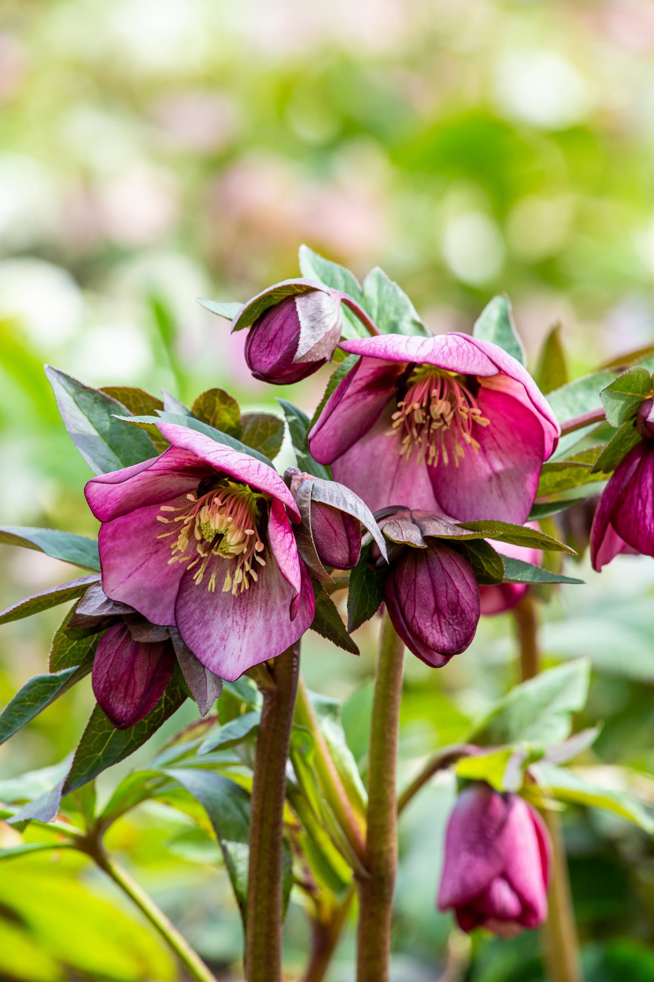 image: helleborus verticaal