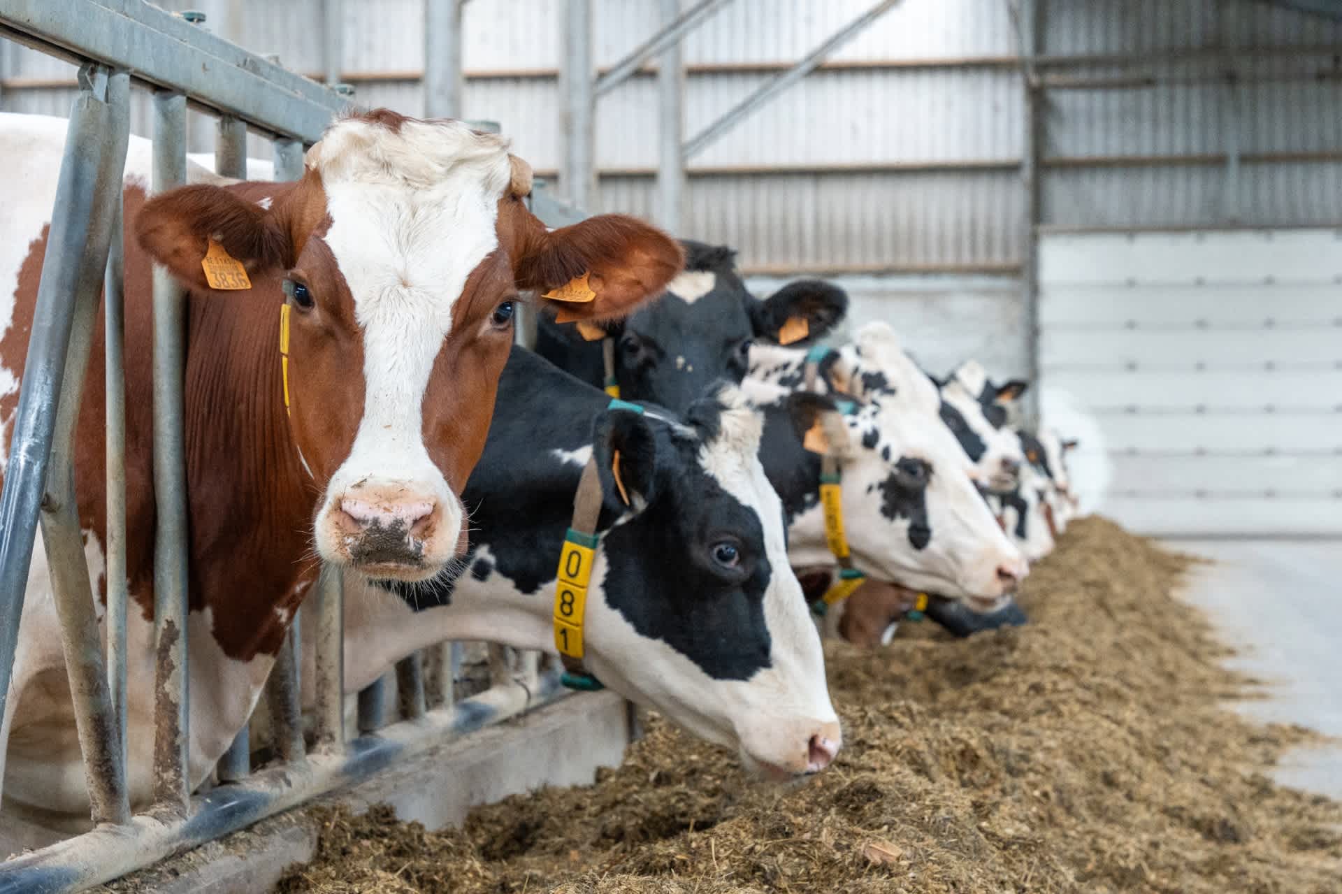 Hero banner omnigen melkvee