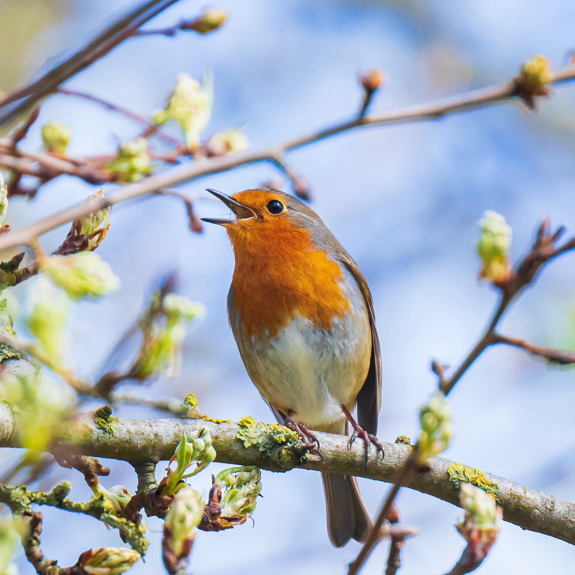 4 conseils pour attirer les rouges-gorges dans votre jardin cet hiver