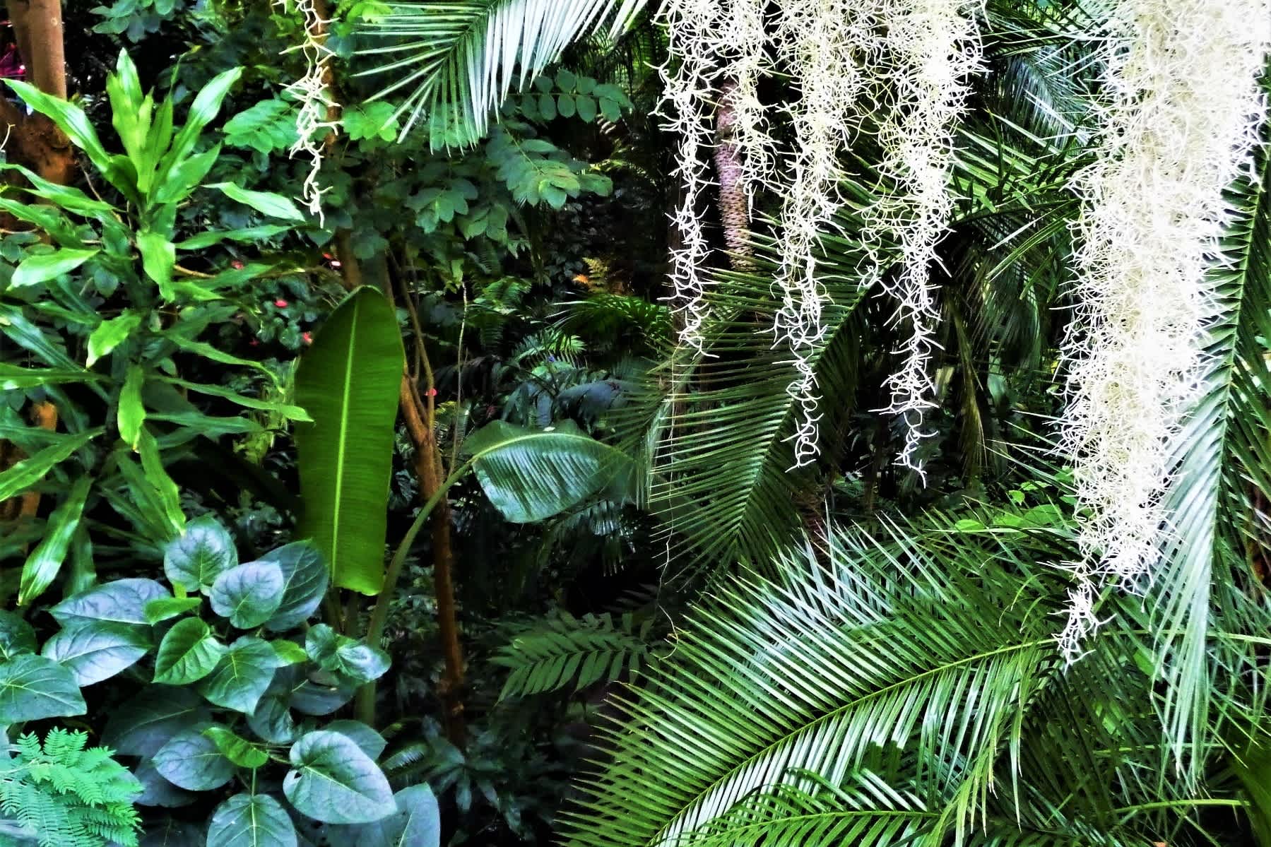 image: tropische planten