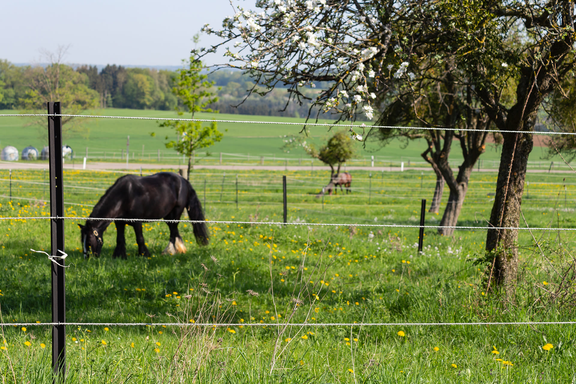 Alles voor paarden aveve weideafrastering