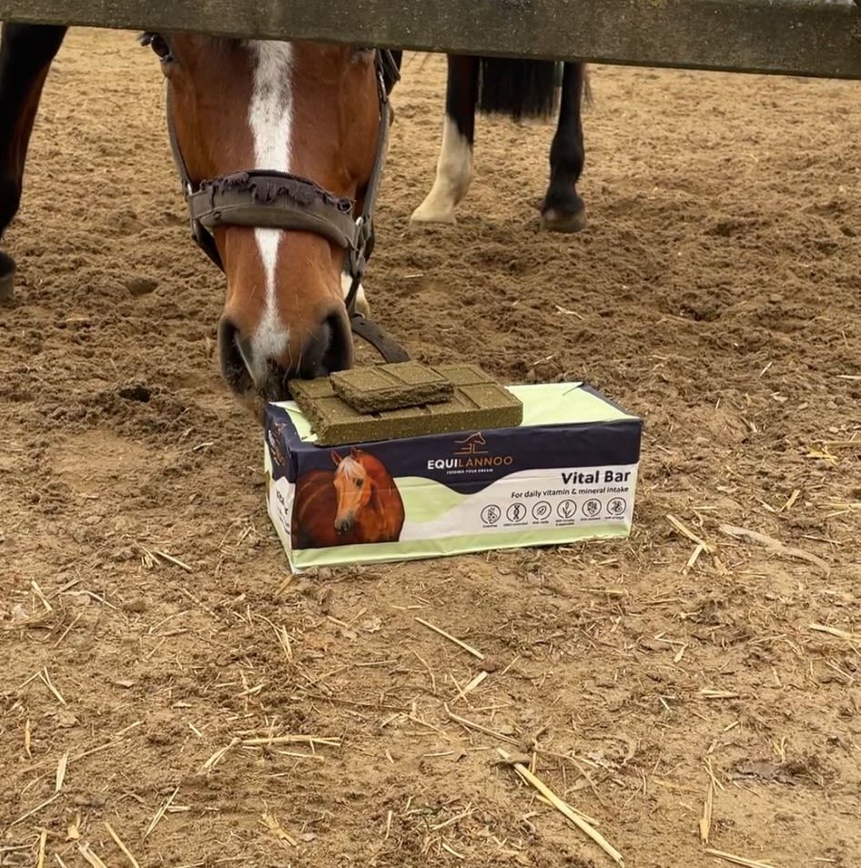 Discover the Equilannoo Vitalbar