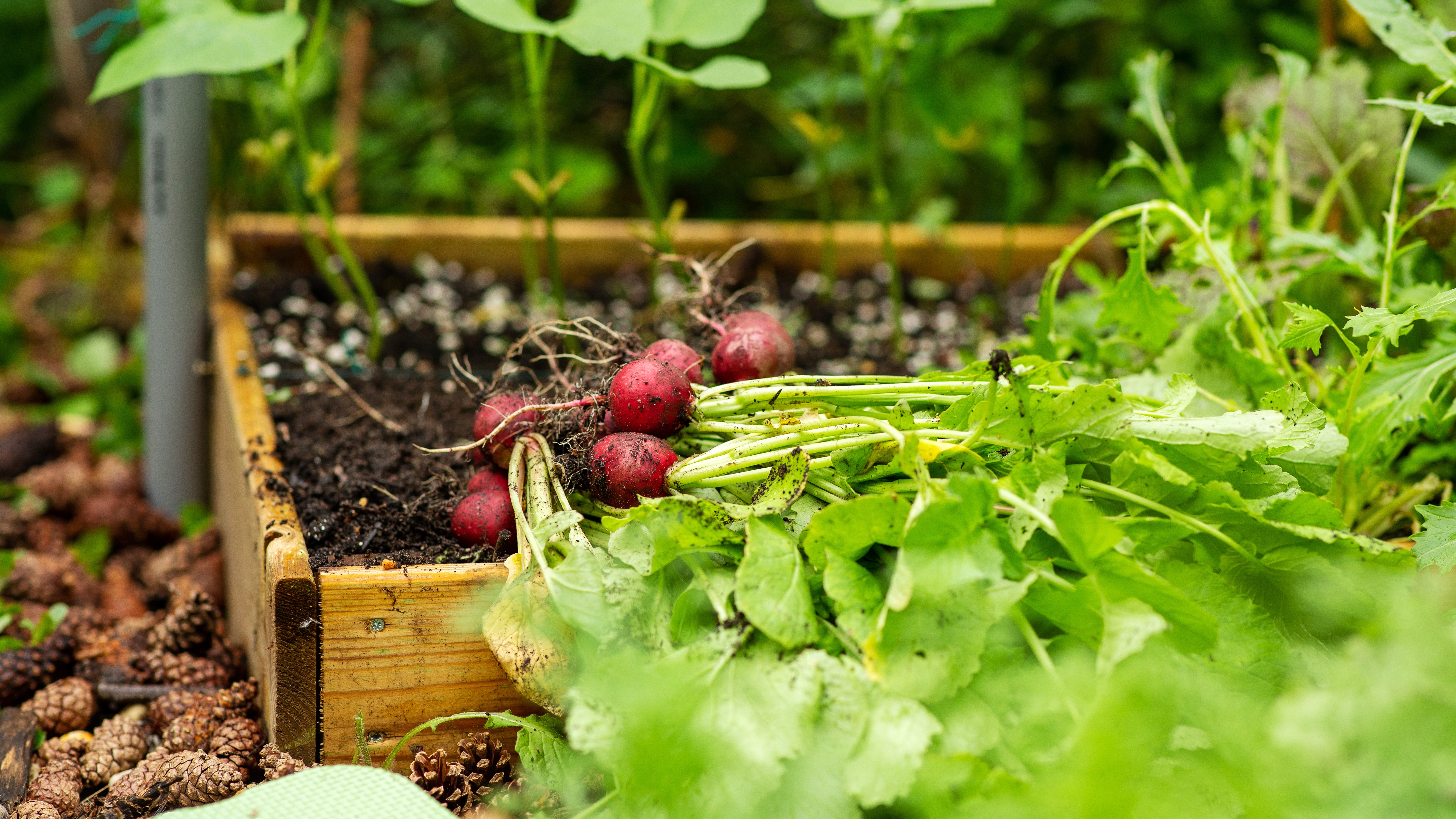 Alles voor je tuin aveve zaden bloembollen