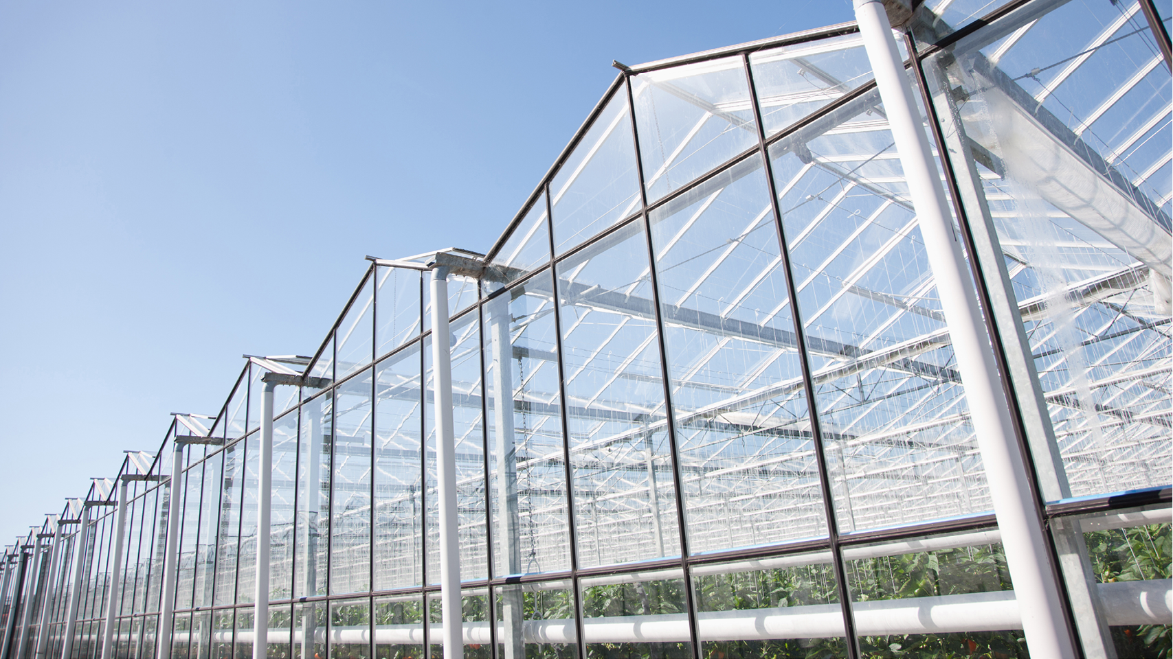 Culture sous serre 1280x720px