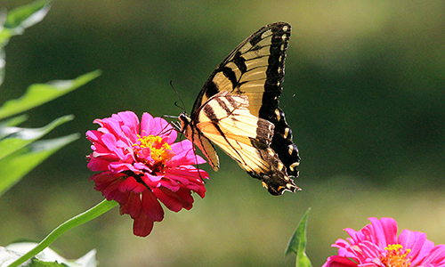 Vlinders in de tuin – Aveve 