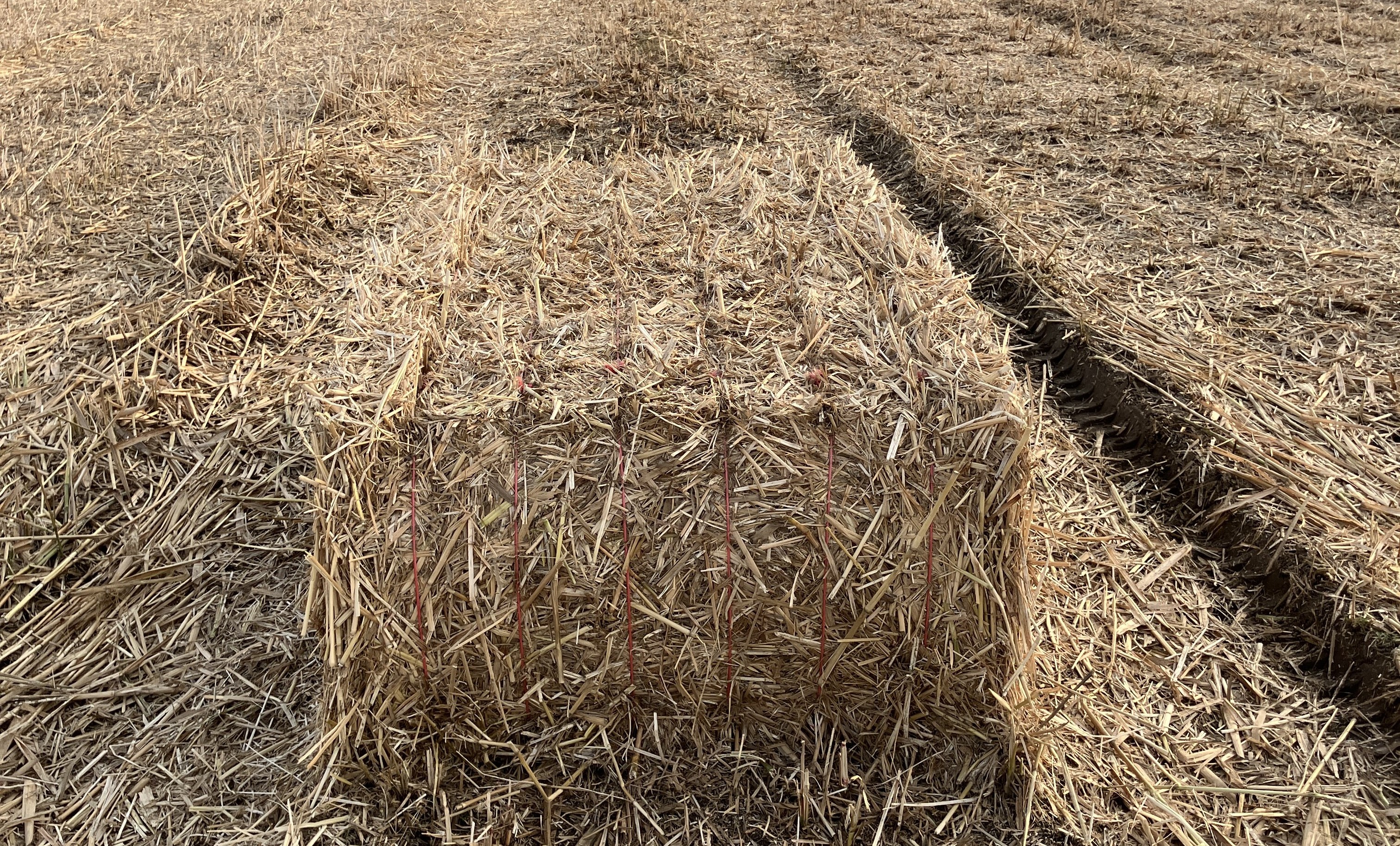 17.06.2026_Nieuwsbrief_AH_Miscanthus in Vlaanderen: een lokaal verhaal I&T1
