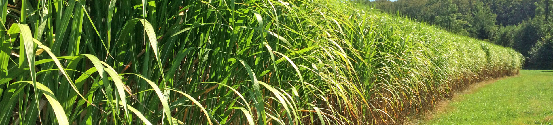 30.09.2025_Nieuwsbrief AH_Miscanthus: dé ideale aanvulling op je teeltplan! 