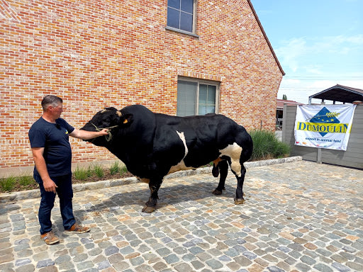 Stier dumoulin zwaarte