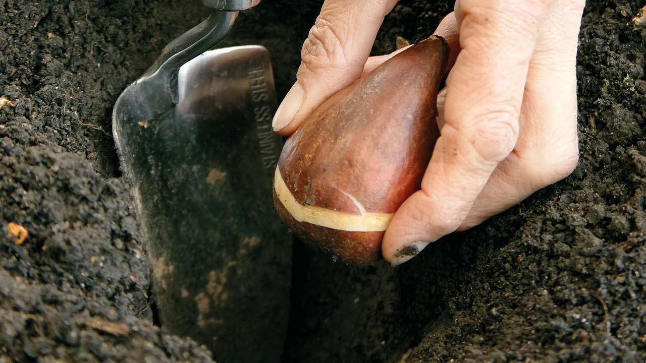 Categorie bloembollen image