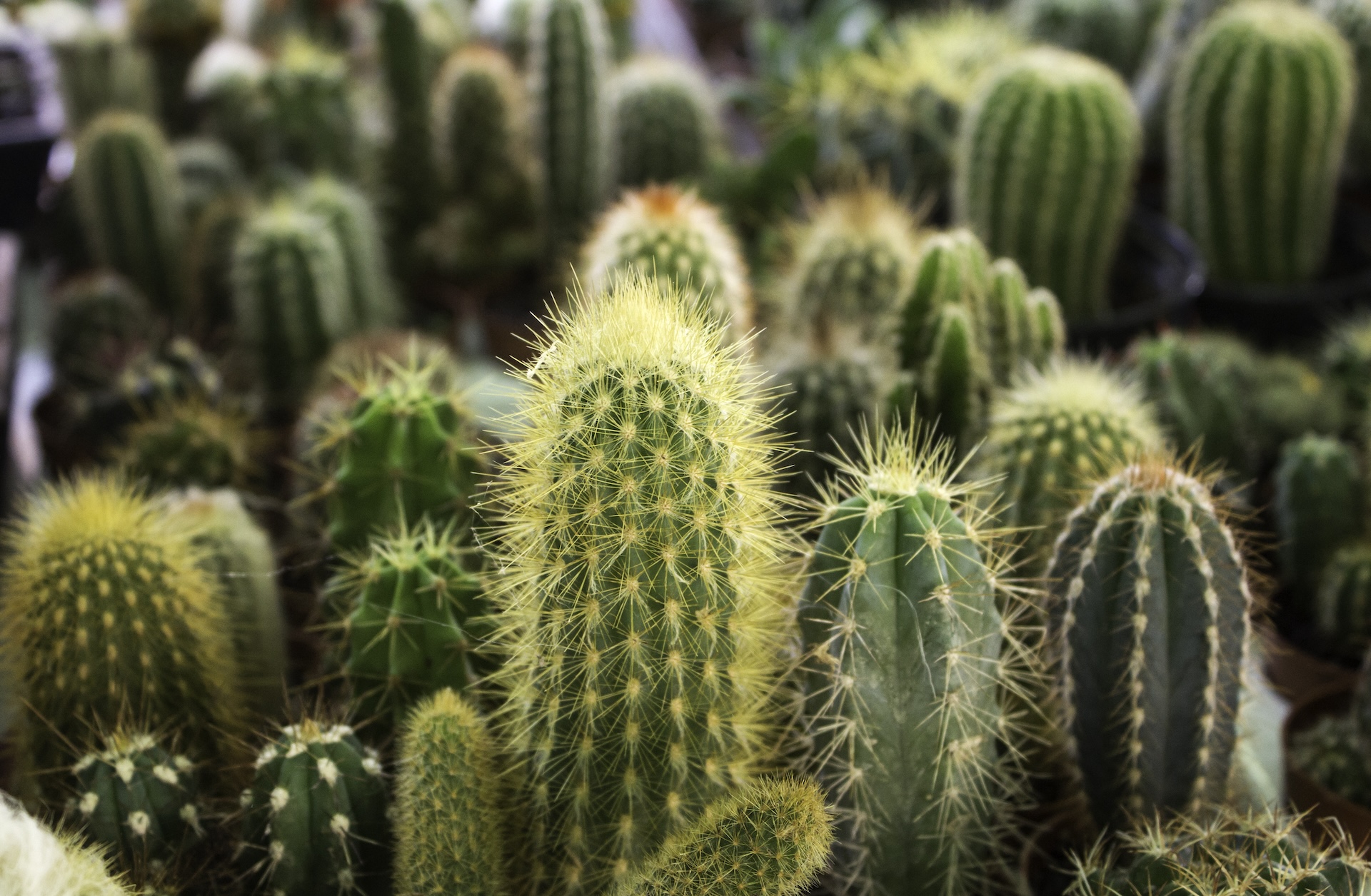 header image cactus