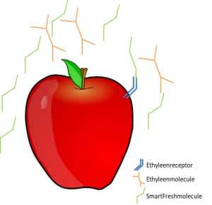 Figuur 2: Doordat SmartFreshmoleculen een gelijkaardige structuur hebben als de ethyleenmoleculen, kunnen ze de ethyleenreceptoren blokkeren, waardoor het rijpingsproces niet verder geactiveerd wordt.