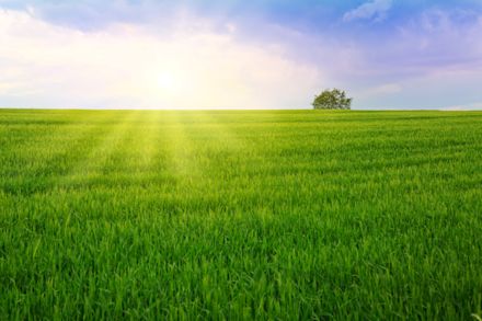 image: Graslandbemesting