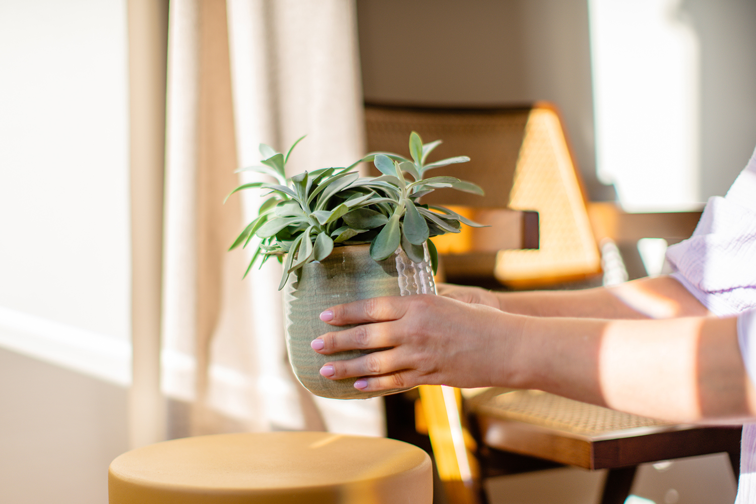 Afbeelding van een Senecio cephalophorus plant in een aarden pot - Aveve