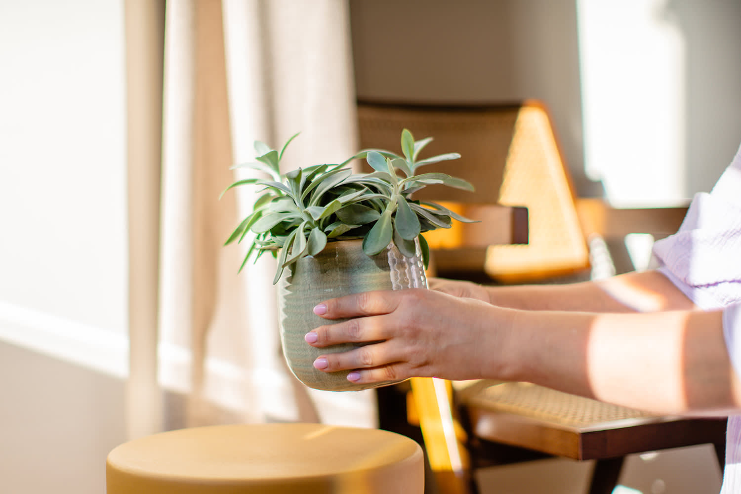 Afbeelding van een Senecio cephalophorus plant in een aarden pot - Aveve