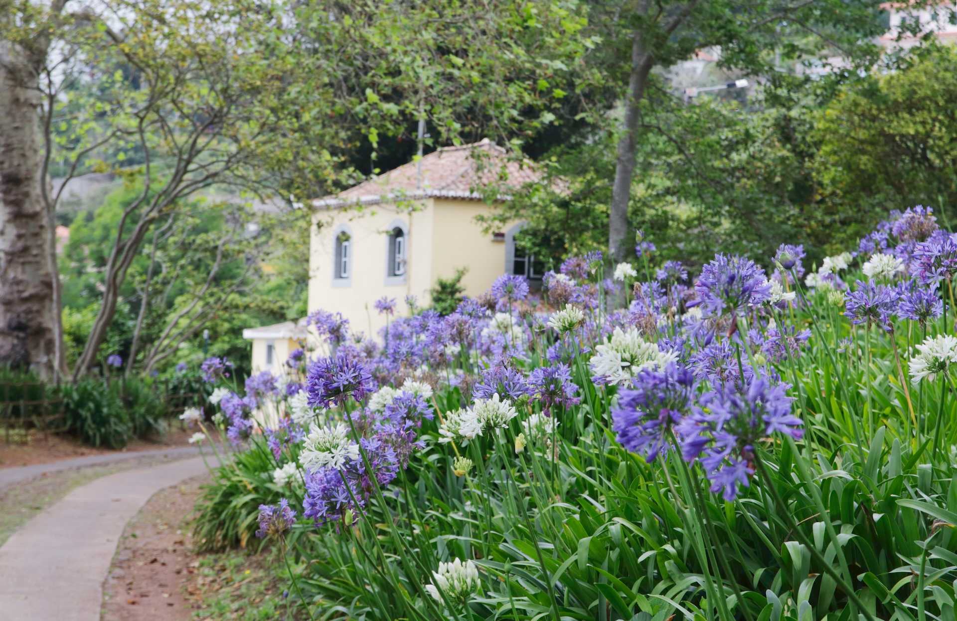 hero image Agapanthus