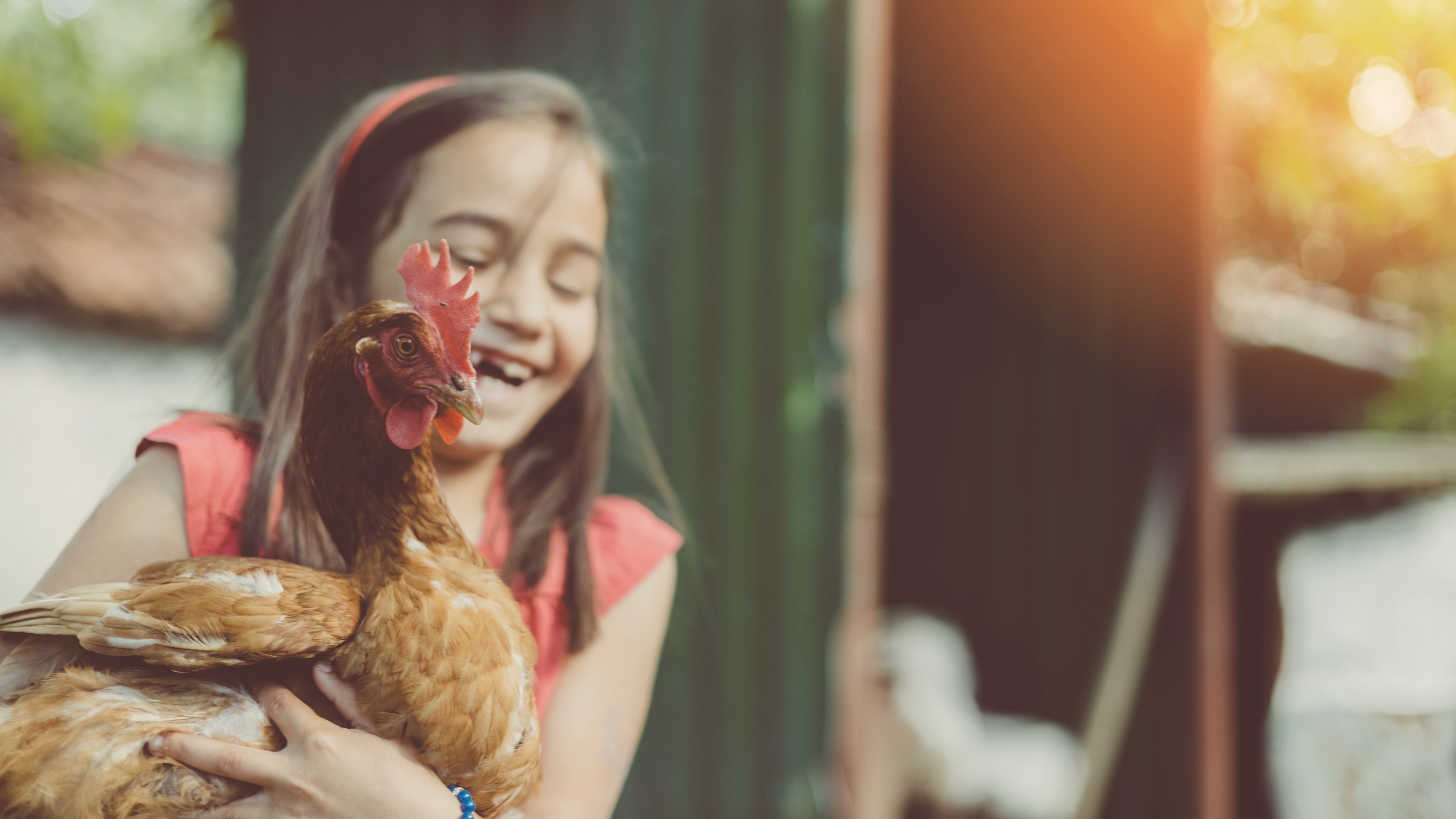 Une poule de compagnie dans les bras d’un enfant - Aveve 