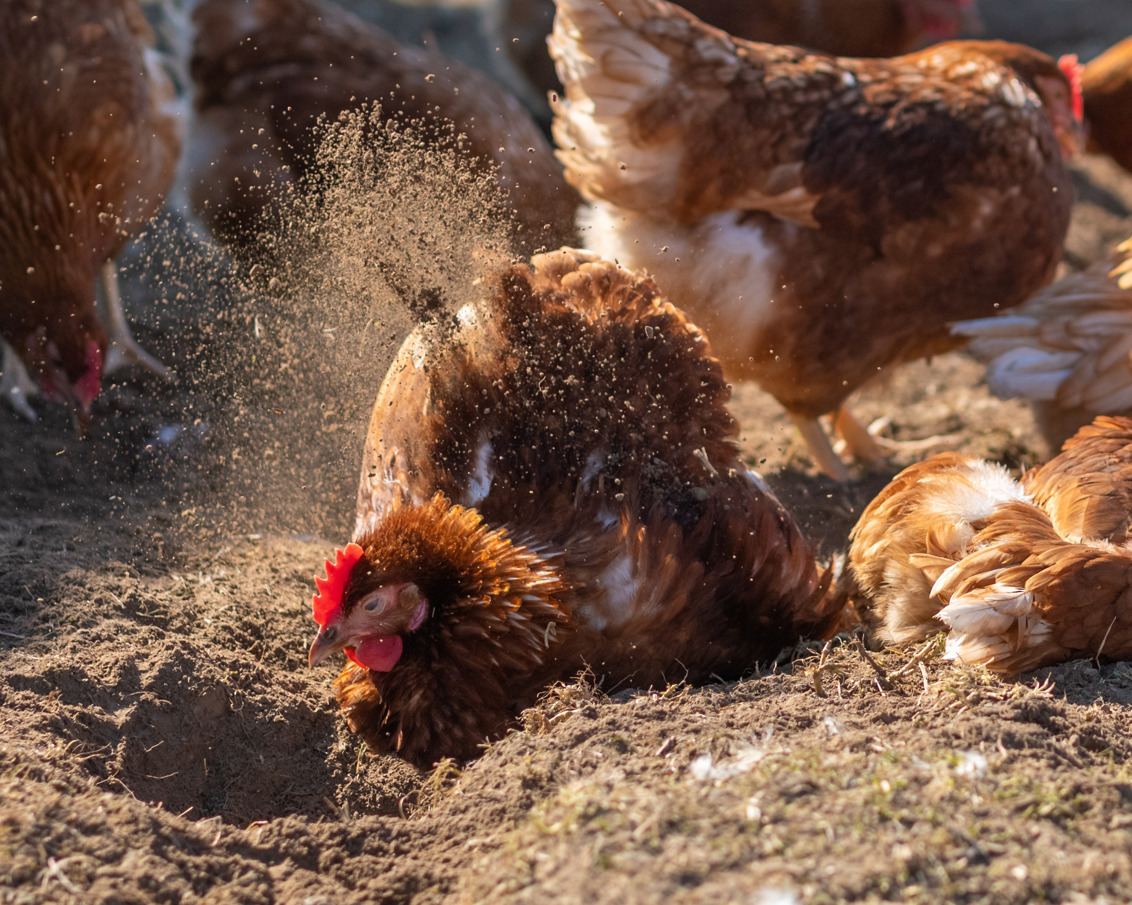 Farm Bathing Sand