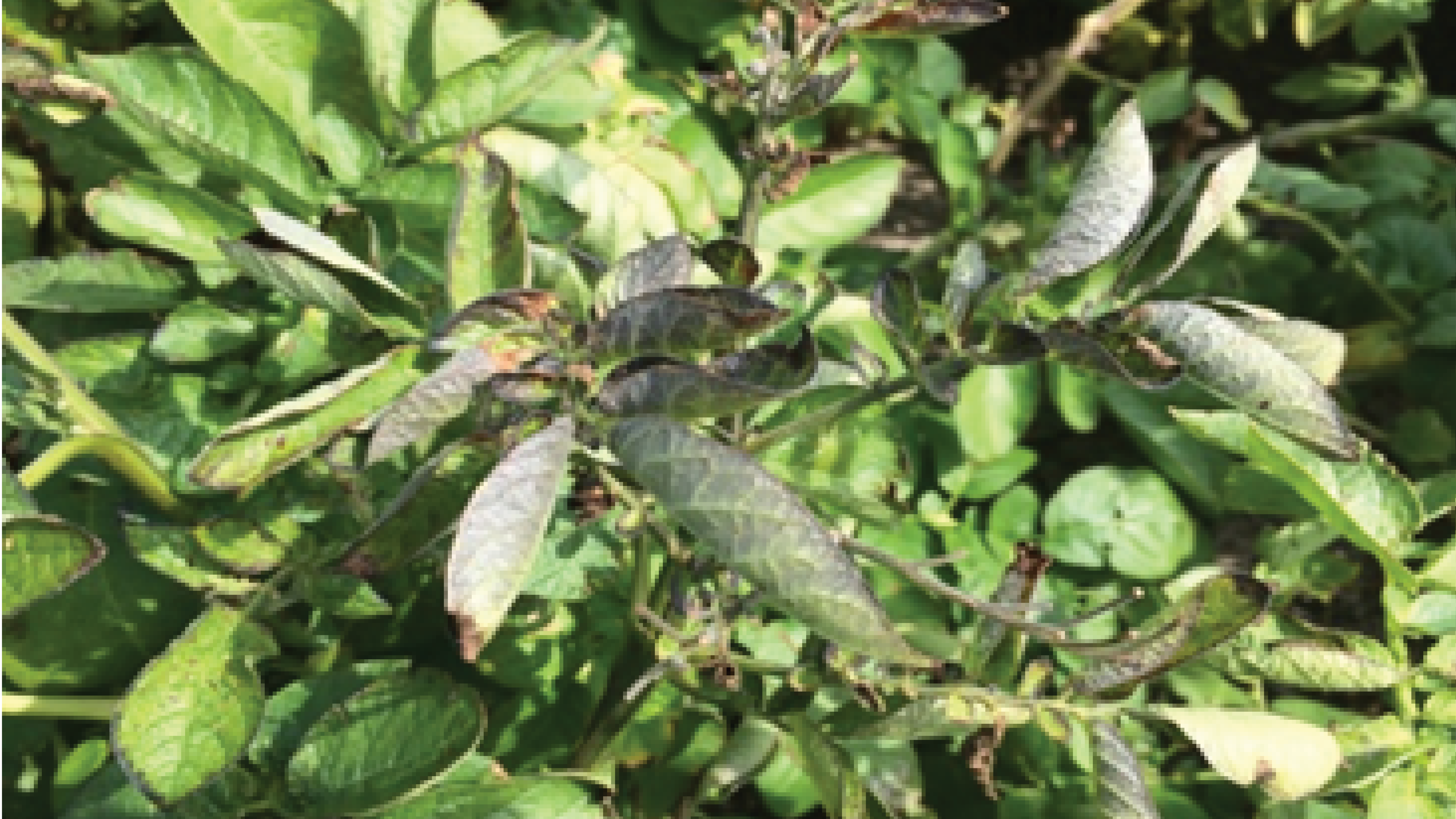 MH toepassen en coloradokever bestrijden in aardappelen 8