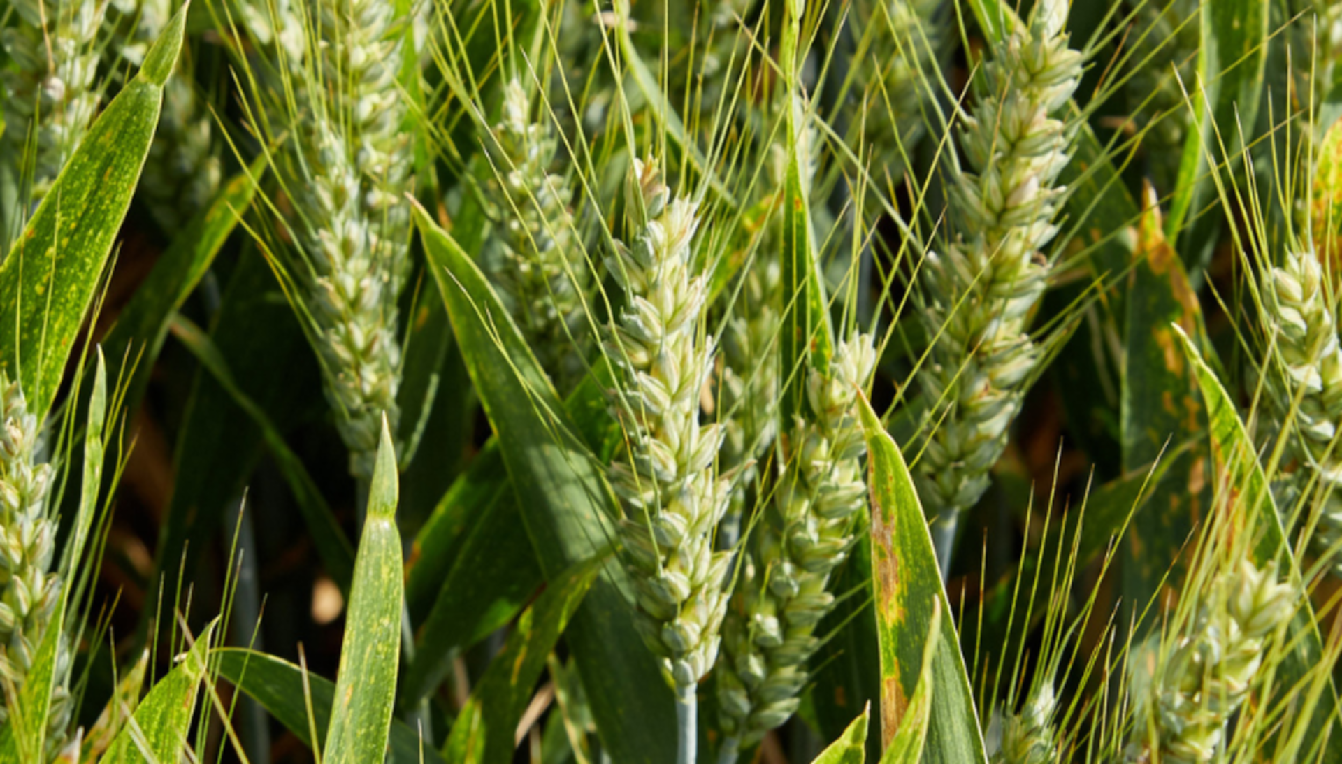 Image : culture de céréales arables champ de céréales