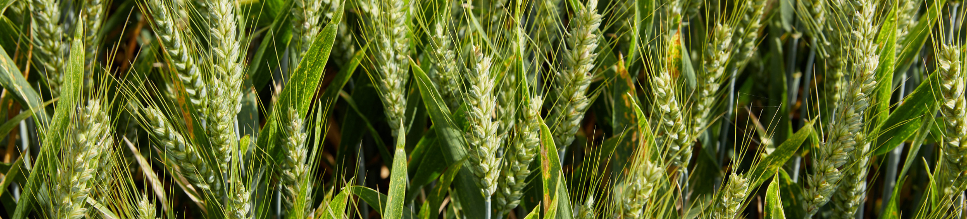 Image : culture de céréales arables champ de céréales