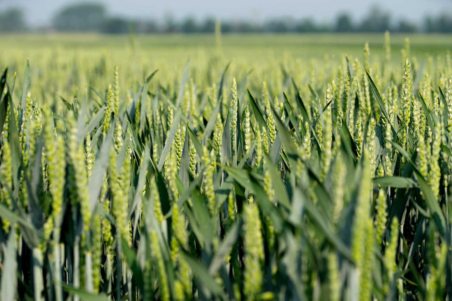 29.09.2025_Nieuwsbrief AH_Wintertarwe 2025: sterke resultaten in de rassenproeven