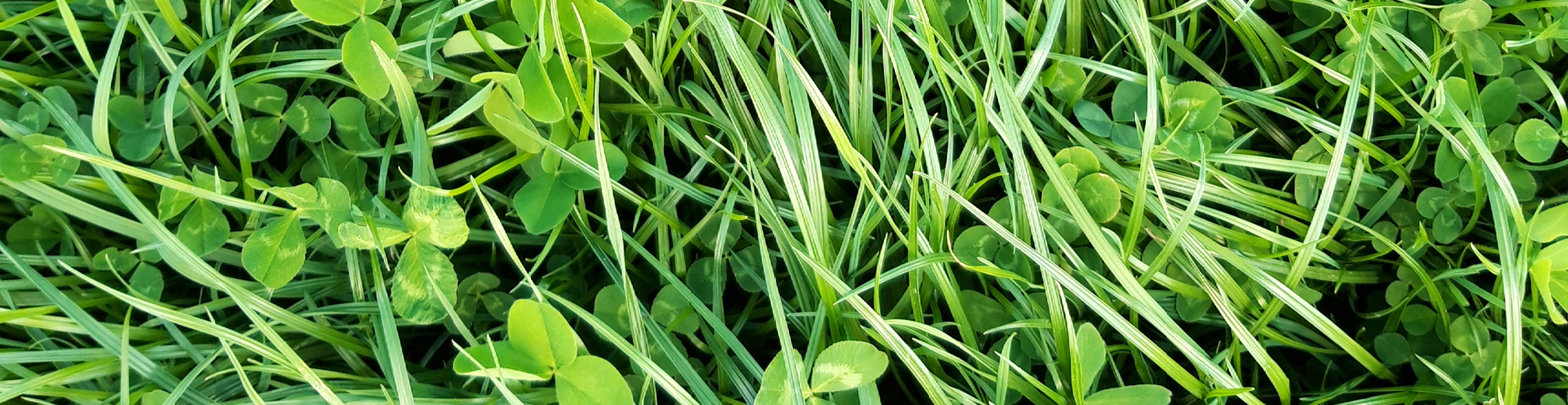 Aveve land-en tuinbouw - zaden - graslandmengsels