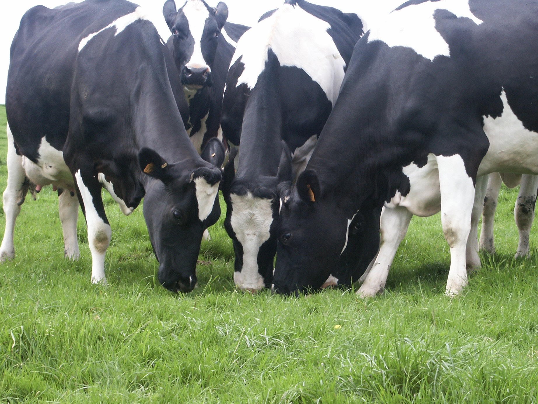 Melkkoeien op weiden