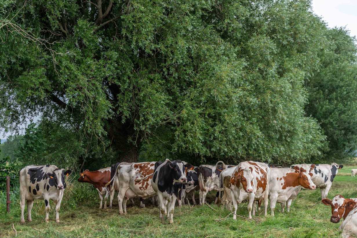 Hittestress artikel - image