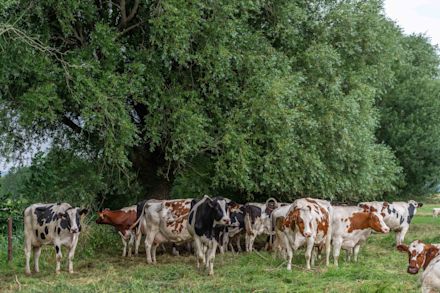 Hittestress artikel - image