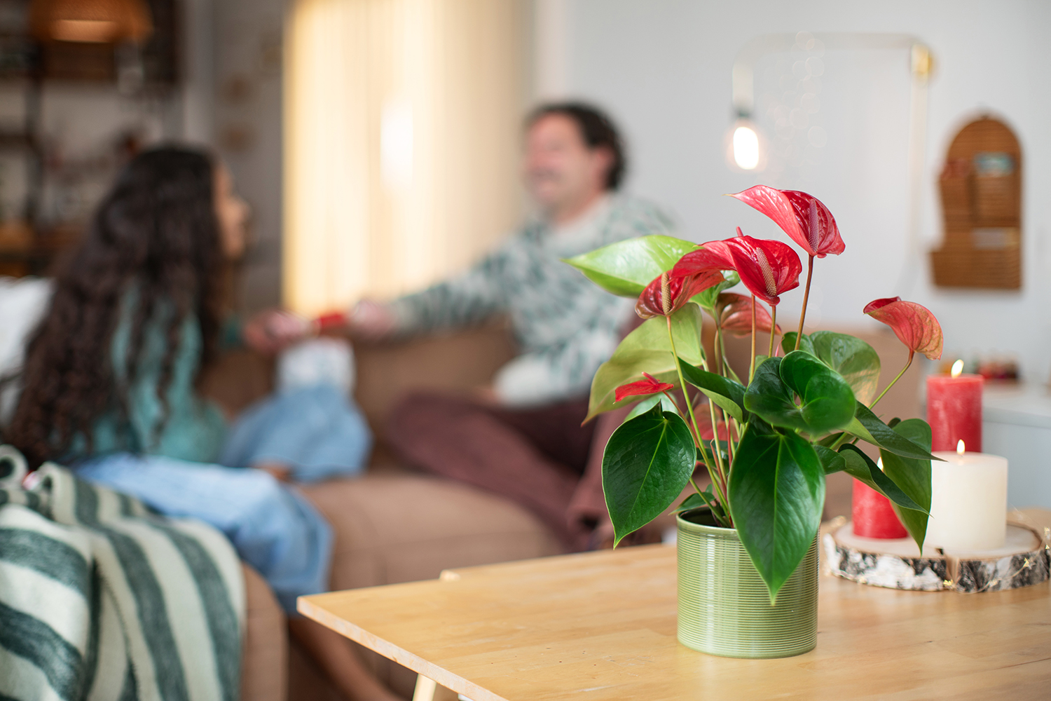 Entretenir votre anthurium ou langue de feu