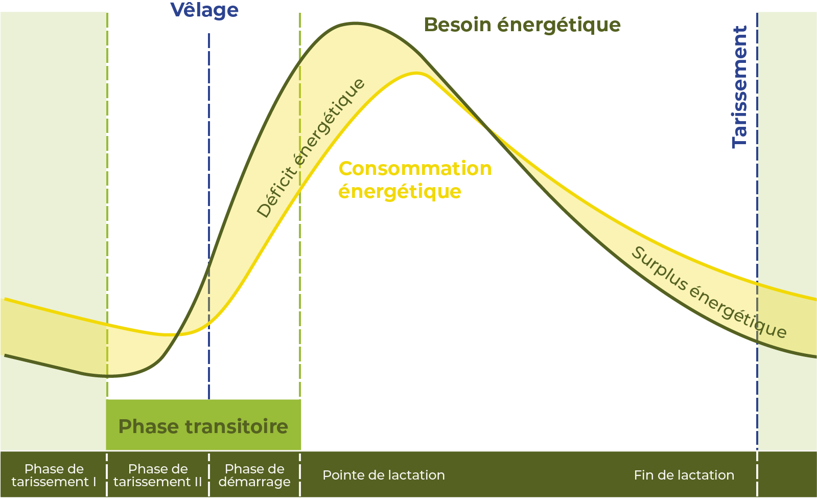 Un graphique montrant la lactation d'une vache
