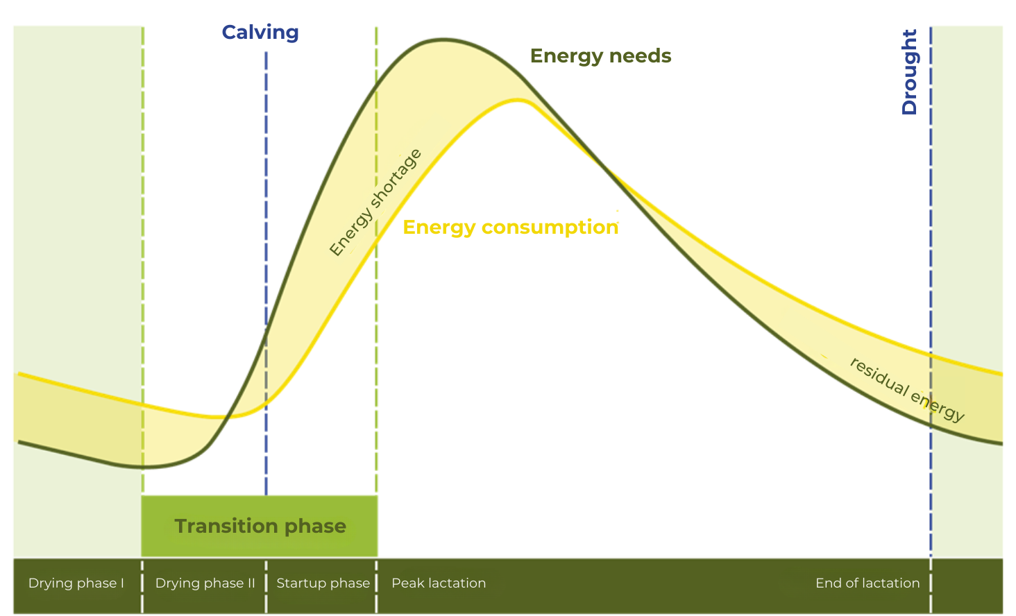 A graph showing the lactation of a cow