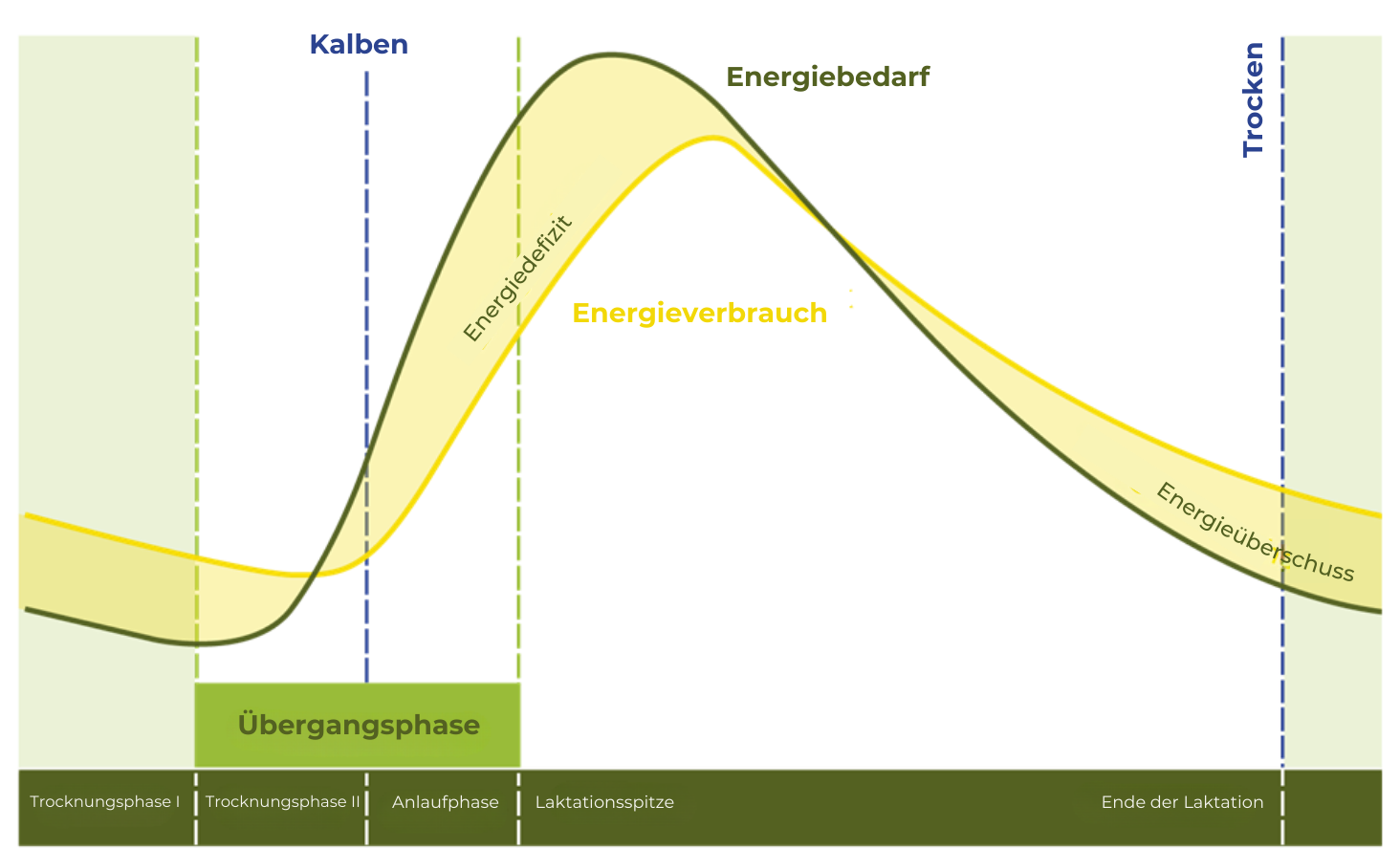 Ein Diagramm, das die Laktation einer Kuh zeigt