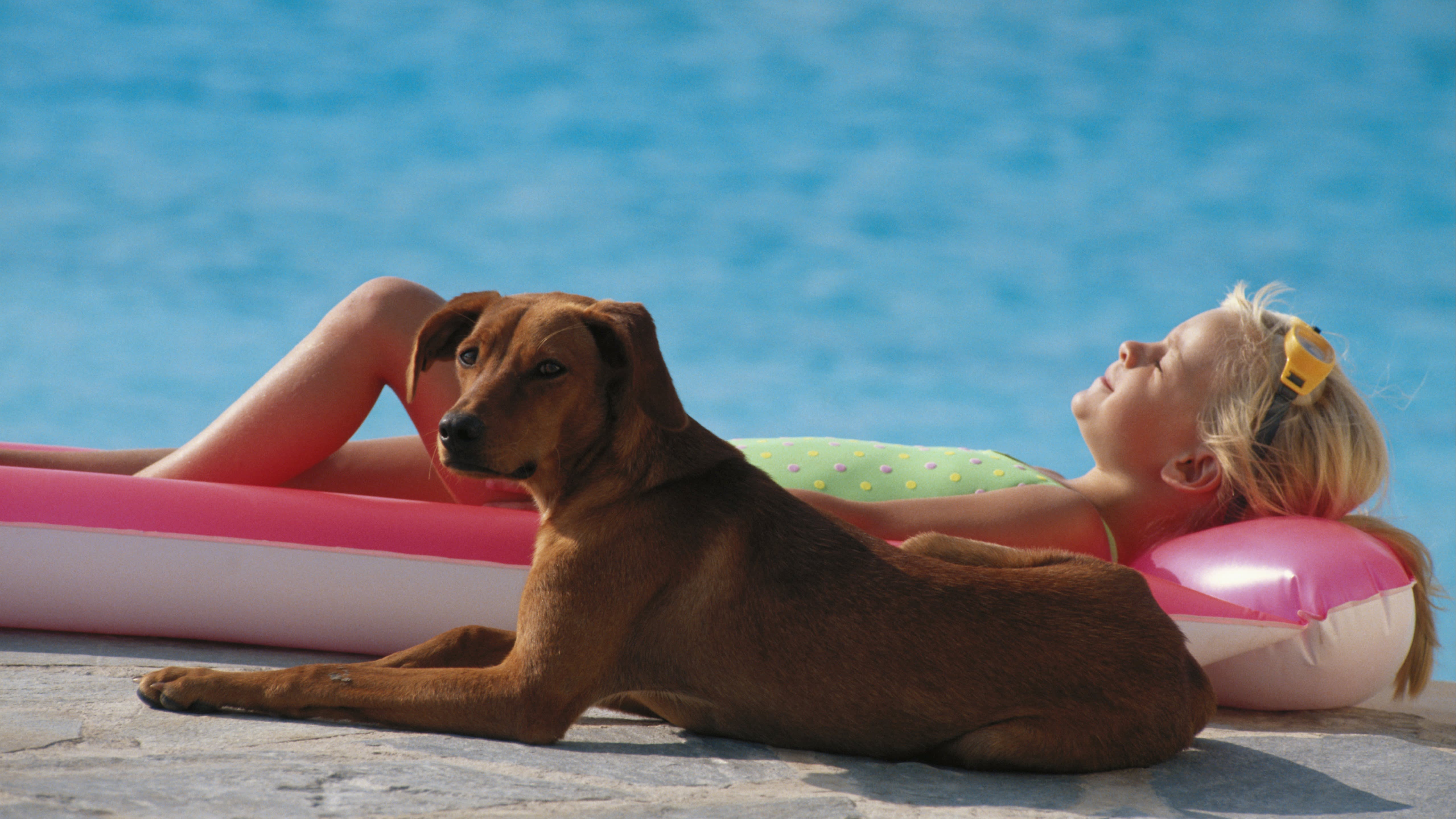 Un chien et son maître couchés au bord de la piscine - Aveve