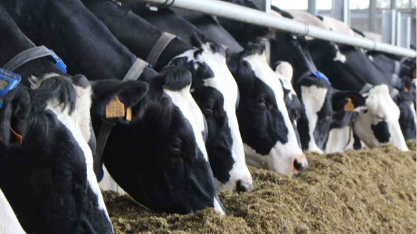 MV_Impact_Product collection Lister