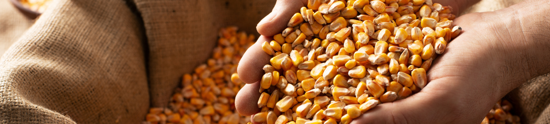 25.02.2026_Nieuwsbrief AH_Korrelmaïs: dé ideale en veilige opvulling voor vrijgekomen areaal 