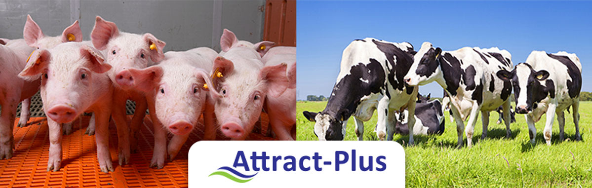 Attract Plus® Sweet: Increase ration flexibility without compromising feed intake