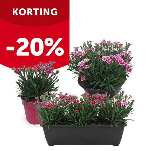 20% korting op anjer (Dianthus) Pink Kisses in pot Ø 13 cm, schaal Ø 23 cm of bloembak 40 cm | Aveve