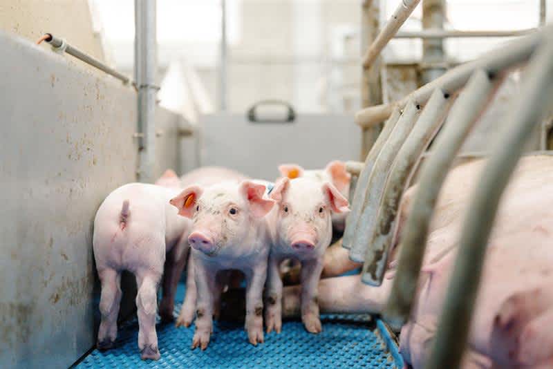 30.05.2025_AN_Nieuwsbrief_Spenen