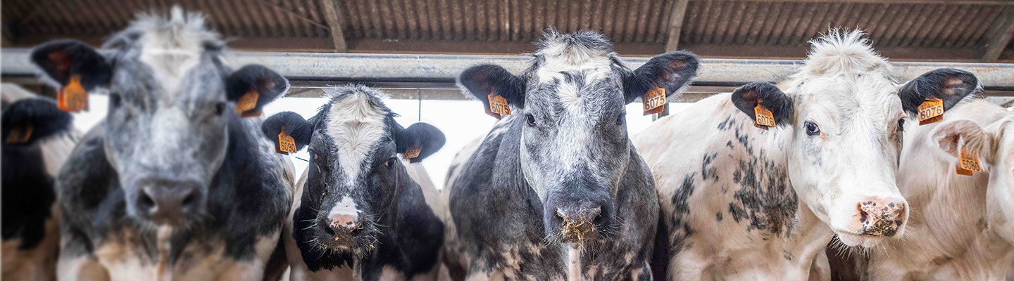 proxani-bovin-viande-allée-étable-alimentation-équilibré